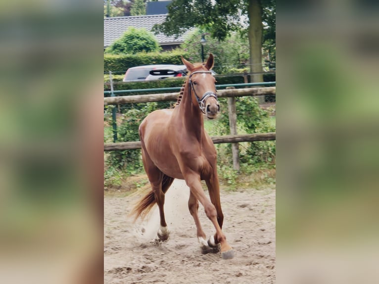 KWPN Stute 3 Jahre 174 cm Fuchs in Someren