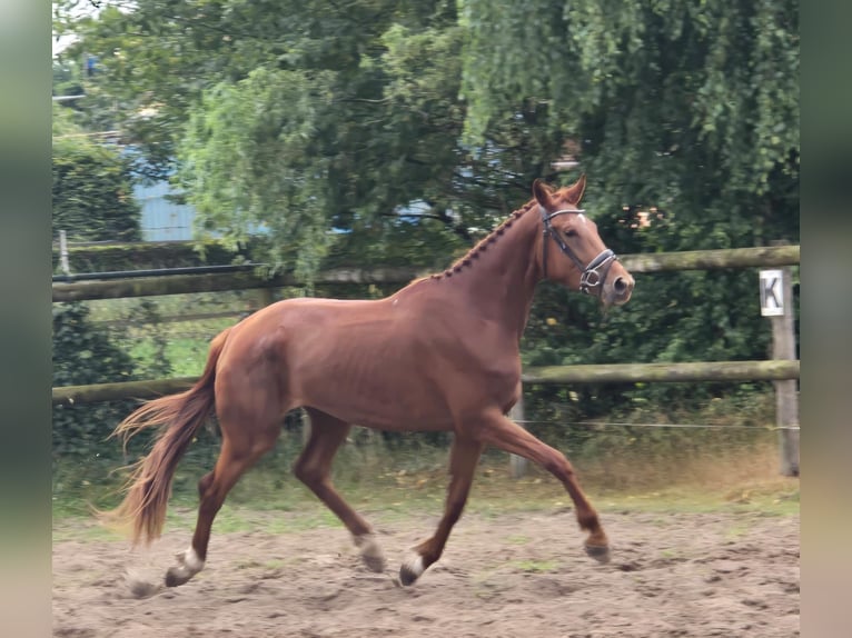 KWPN Stute 3 Jahre 174 cm Fuchs in Someren