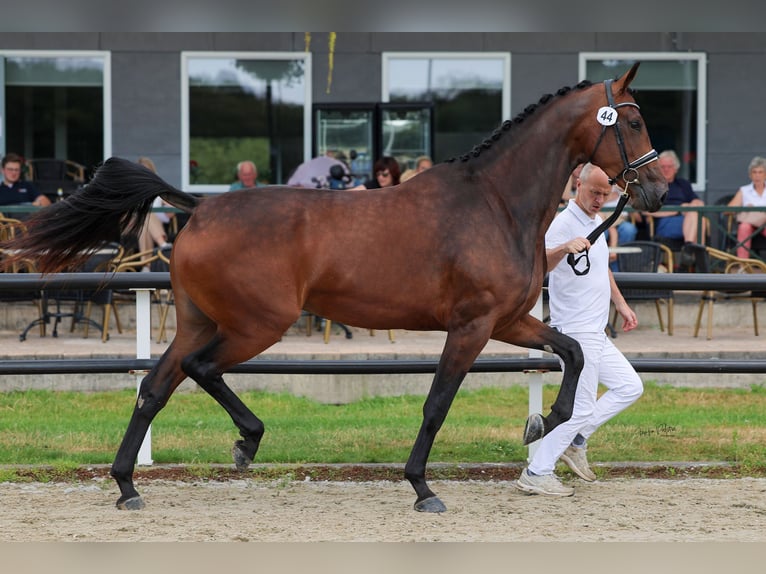 KWPN Stute 3 Jahre 175 cm Brauner in Hindeloopen