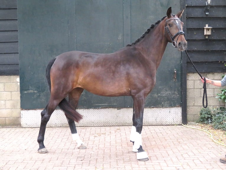 KWPN Stute 3 Jahre 180 cm Dunkelbrauner in Groot-Ammers