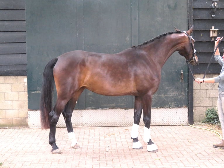 KWPN Stute 3 Jahre 180 cm Dunkelbrauner in Groot-Ammers