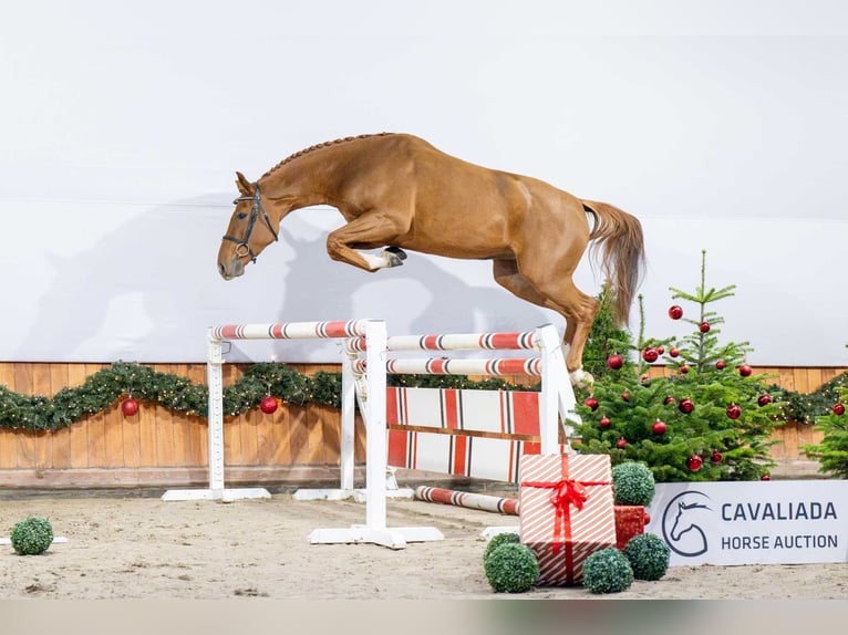 KWPN Stute 3 Jahre Fuchs in Pozna&#x144;