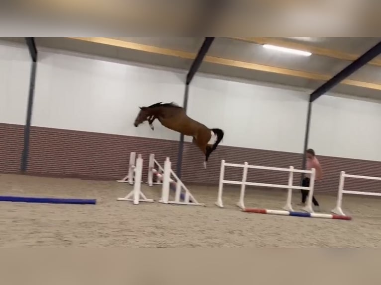 KWPN Stute 3 Jahre  in Little Horsted