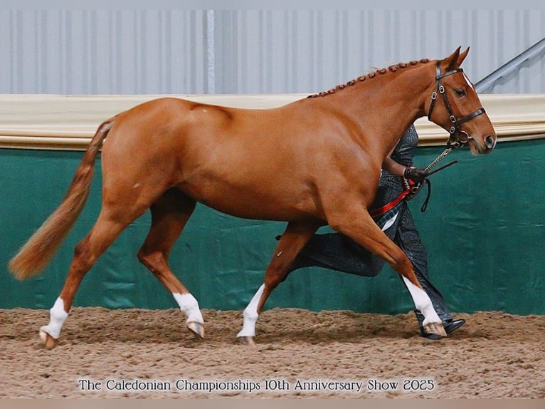 KWPN Mix Stute 4 Jahre 142 cm Dunkelfuchs in Stirling