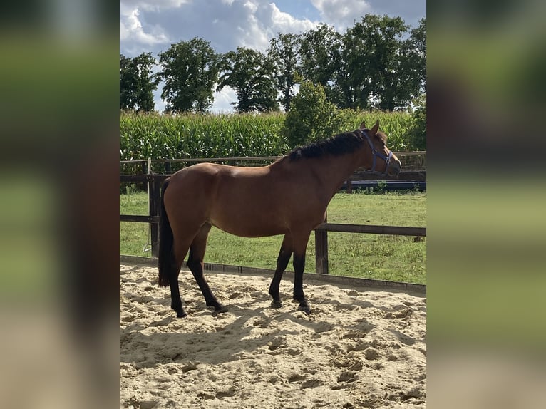 KWPN Stute 4 Jahre 147 cm Brauner in Neuried