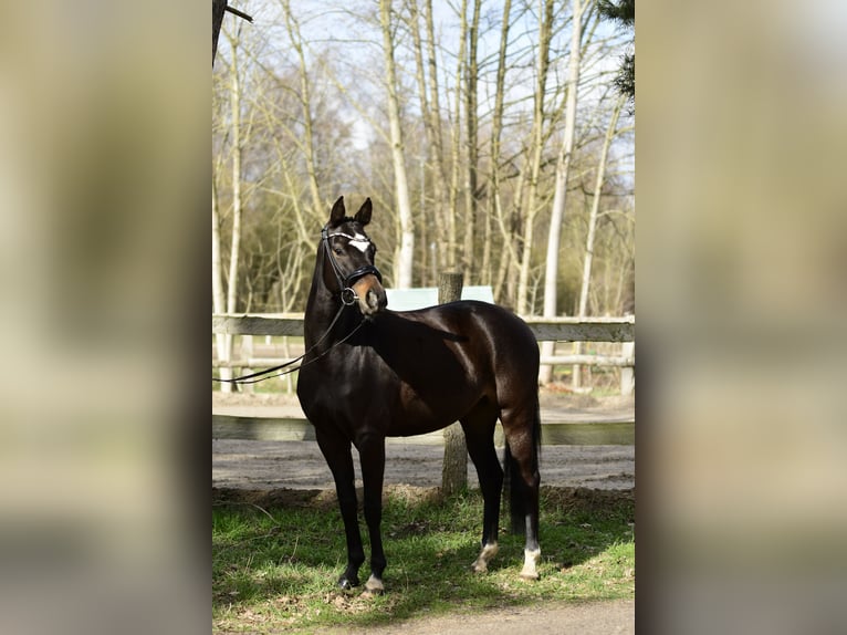 KWPN Stute 4 Jahre 155 cm Brauner in Handorf