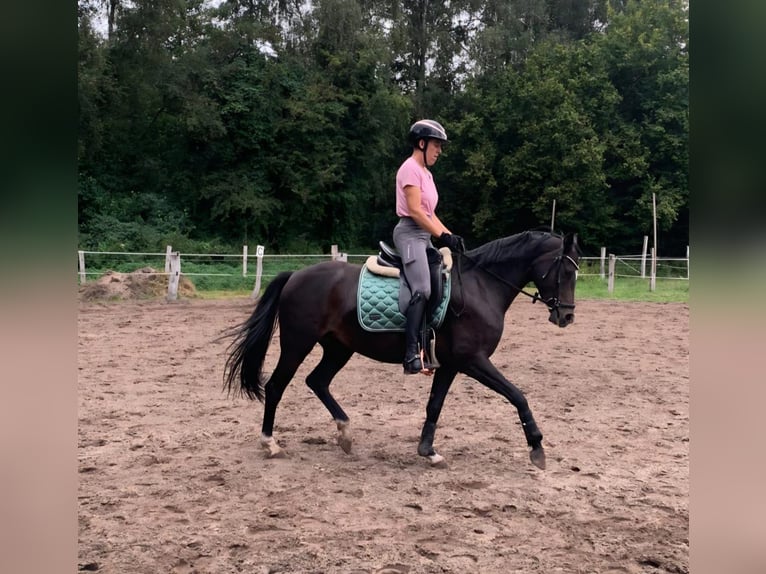 KWPN Stute 4 Jahre 155 cm Brauner in Handorf