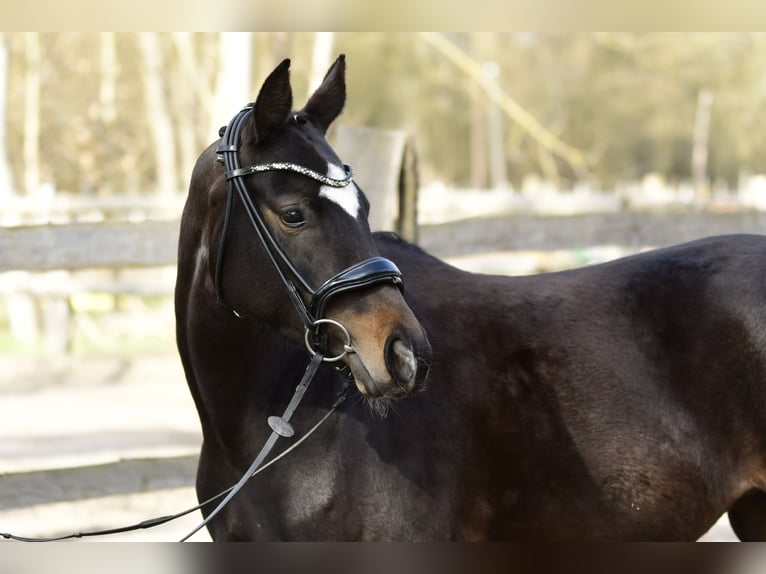 KWPN Stute 4 Jahre 155 cm Brauner in Handorf
