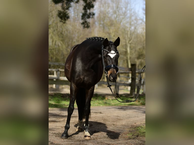 KWPN Stute 4 Jahre 155 cm Brauner in Handorf