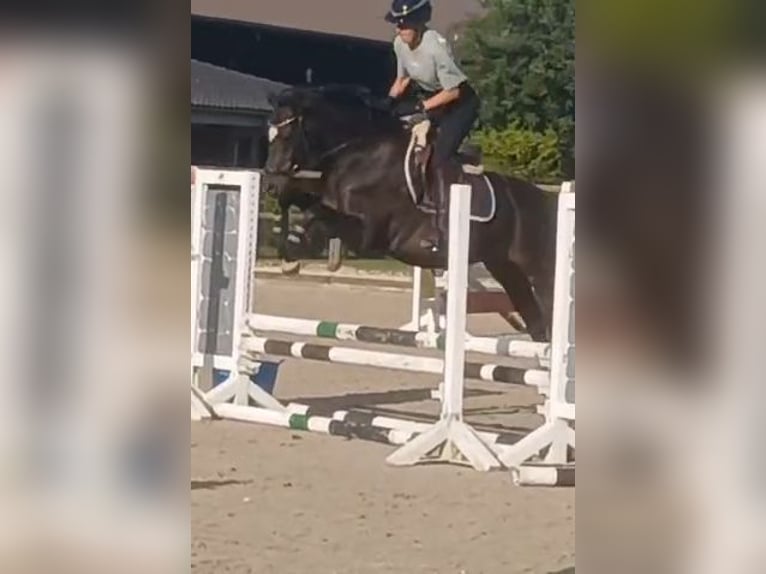 KWPN Stute 4 Jahre 155 cm Brauner in Handorf