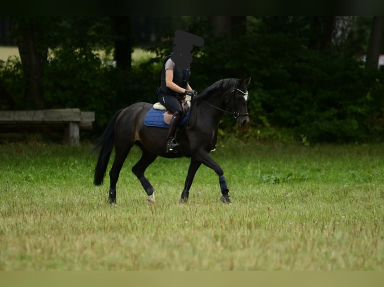 KWPN Stute 4 Jahre 155 cm Brauner in Handorf