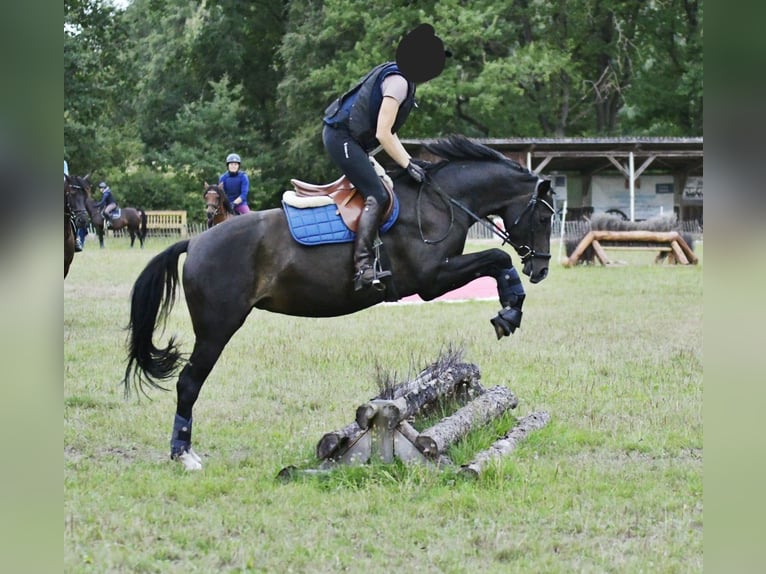 KWPN Stute 4 Jahre 155 cm Brauner in Handorf