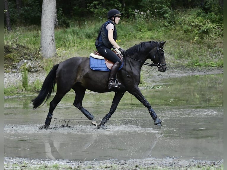 KWPN Stute 4 Jahre 155 cm Brauner in Handorf