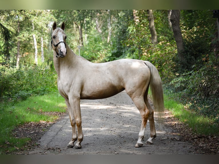 KWPN Stute 4 Jahre 155 cm Palomino in Hoogerheide