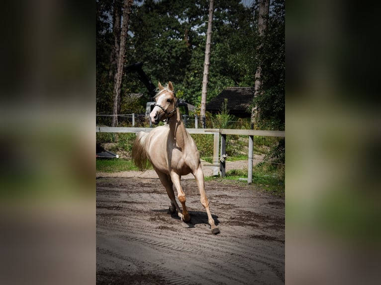 KWPN Stute 4 Jahre 155 cm Palomino in Hoogerheide