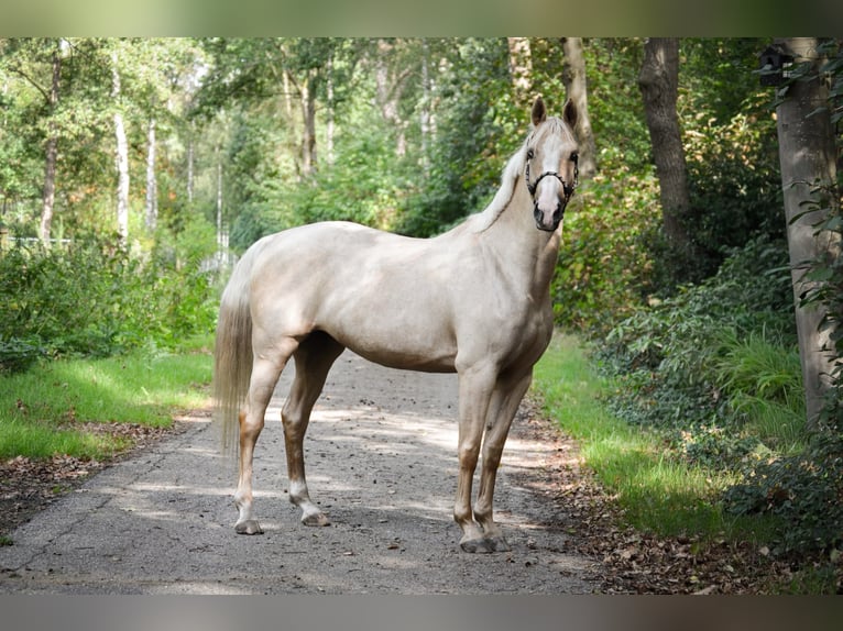 KWPN Stute 4 Jahre 155 cm Palomino in Hoogerheide