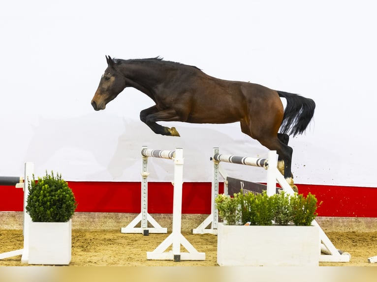 KWPN Stute 4 Jahre 158 cm Brauner in Waddinxveen