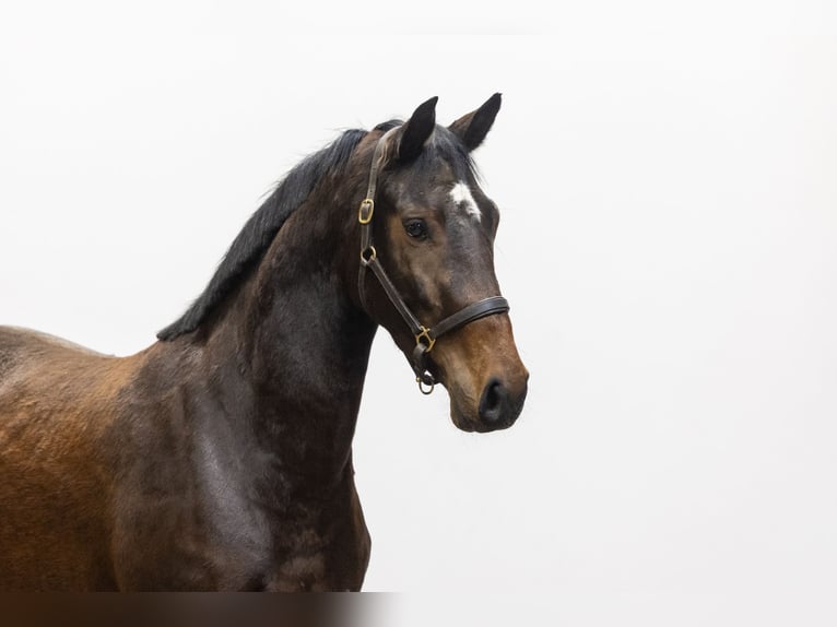 KWPN Stute 4 Jahre 158 cm Brauner in Waddinxveen