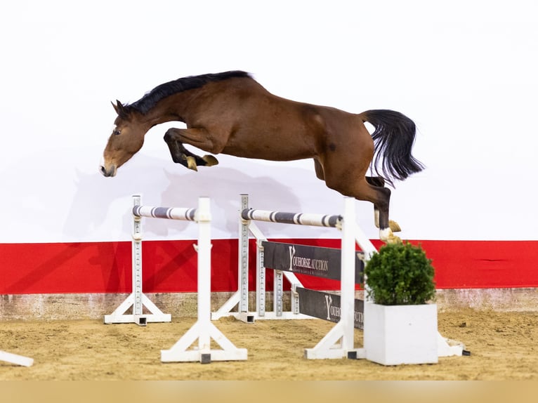 KWPN Stute 4 Jahre 160 cm  in Waddinxveen