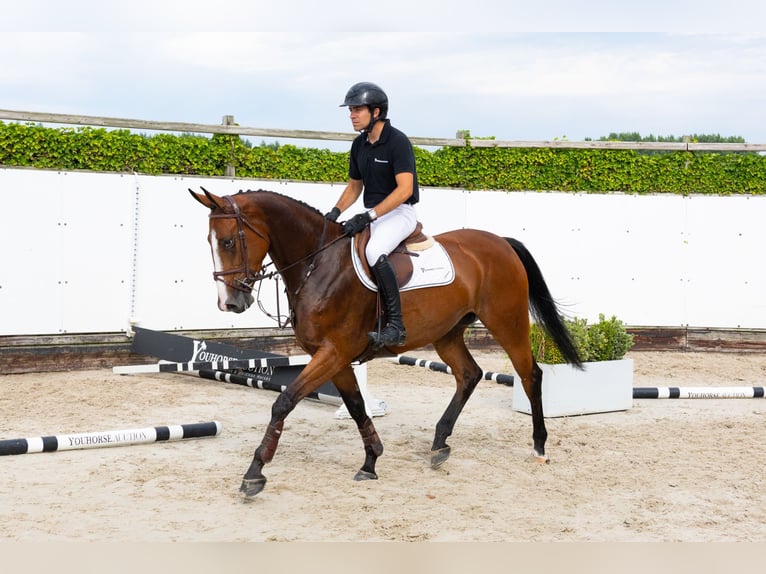 KWPN Stute 4 Jahre 161 cm Brauner in Waddinxveen