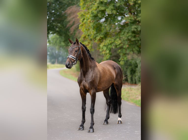 KWPN Stute 4 Jahre 161 cm Dunkelbrauner in Oosterhout
