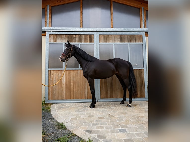 KWPN Stute 4 Jahre 161 cm Rappe in Sarthe
