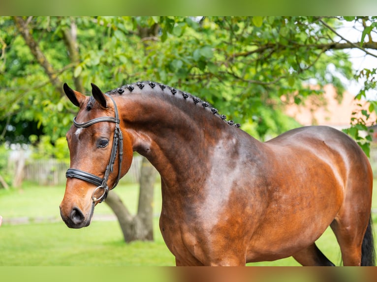 KWPN Stute 4 Jahre 162 cm Brauner in Grote-Brogel