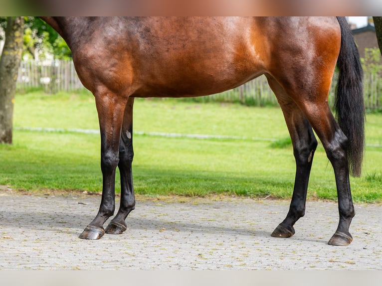 KWPN Stute 4 Jahre 162 cm Brauner in Grote-Brogel
