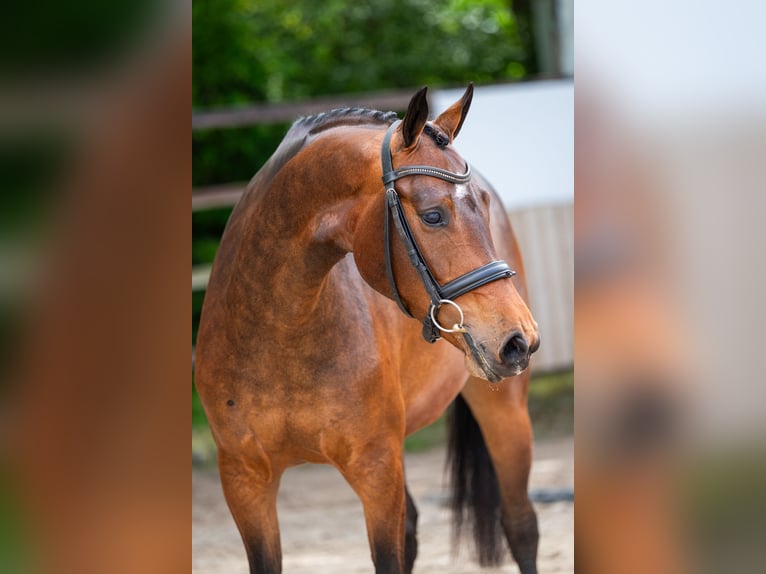 KWPN Stute 4 Jahre 162 cm Brauner in Grote-Brogel