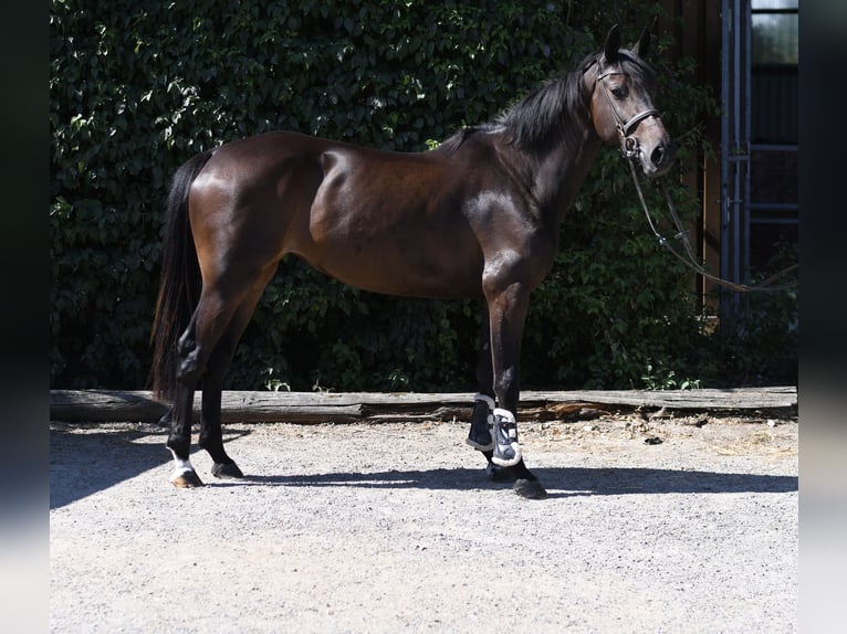 KWPN Stute 4 Jahre 162 cm Brauner in Geilenkirchen