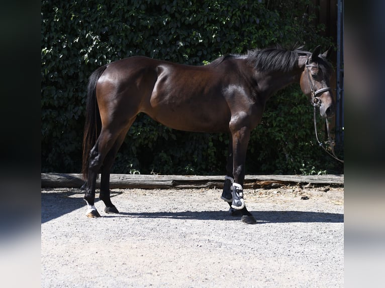 KWPN Stute 4 Jahre 162 cm Brauner in Geilenkirchen