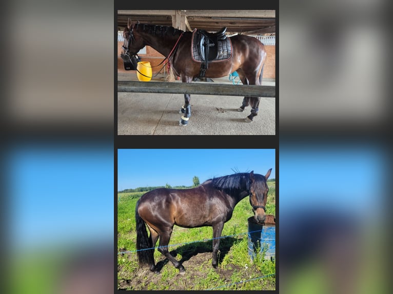 KWPN Stute 4 Jahre 162 cm Dunkelbrauner in Oensingen