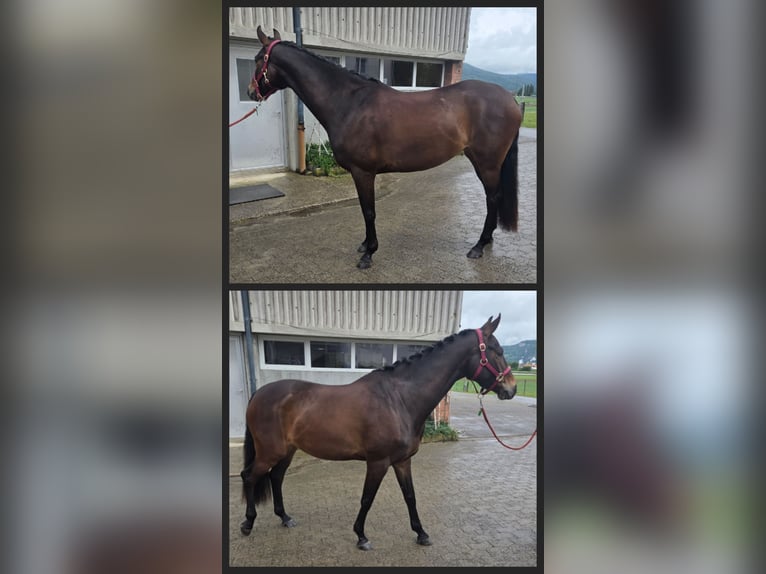 KWPN Stute 4 Jahre 162 cm Dunkelbrauner in Oensingen