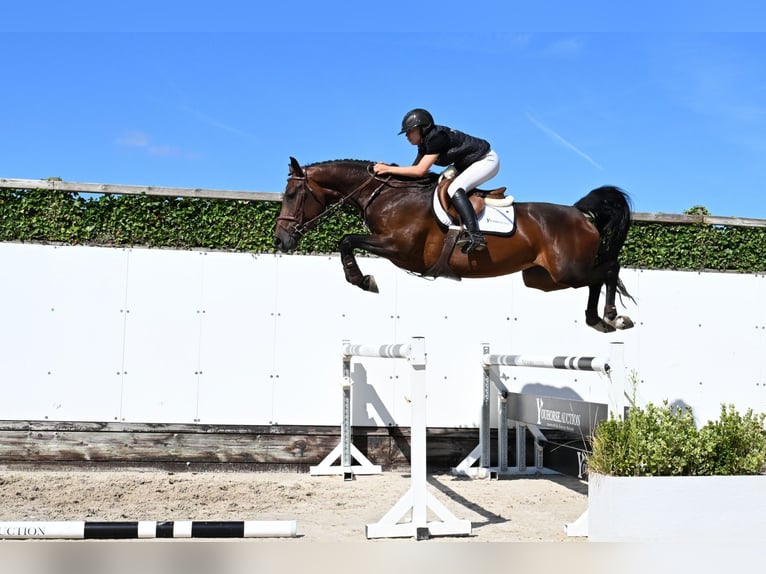 KWPN Stute 4 Jahre 162 cm Dunkelbrauner in Waddinxveen
