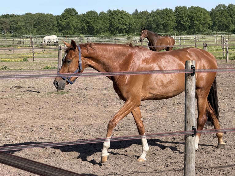 KWPN Stute 4 Jahre 162 cm Dunkelfuchs in Otterlo Gelderland