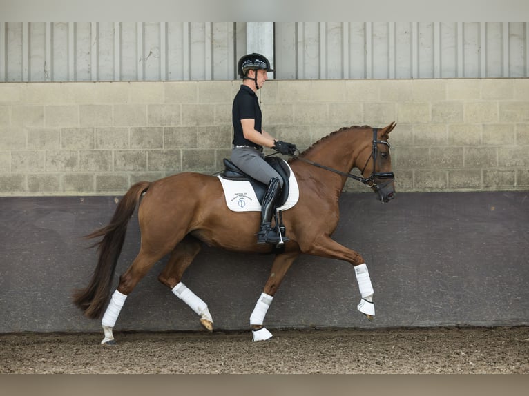 KWPN Stute 4 Jahre 162 cm Fuchs in Bruchem