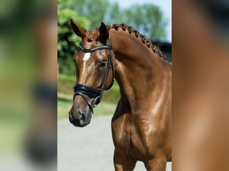 KWPN Stute 4 Jahre 162 cm Fuchs in Bruchem