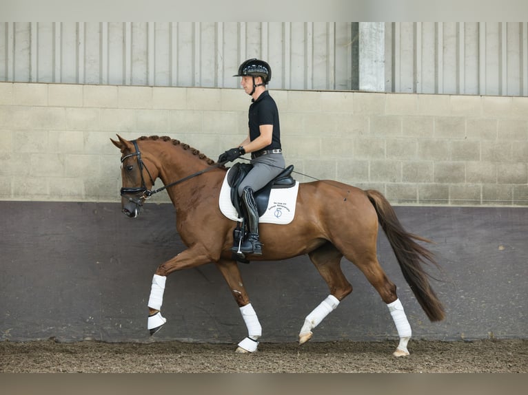 KWPN Stute 4 Jahre 162 cm Fuchs in Bruchem