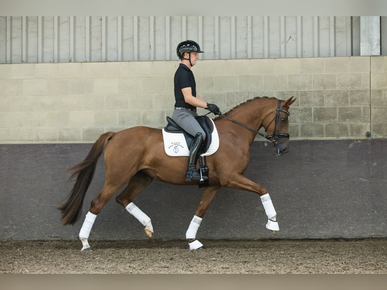KWPN Stute 4 Jahre 162 cm Fuchs in Bruchem