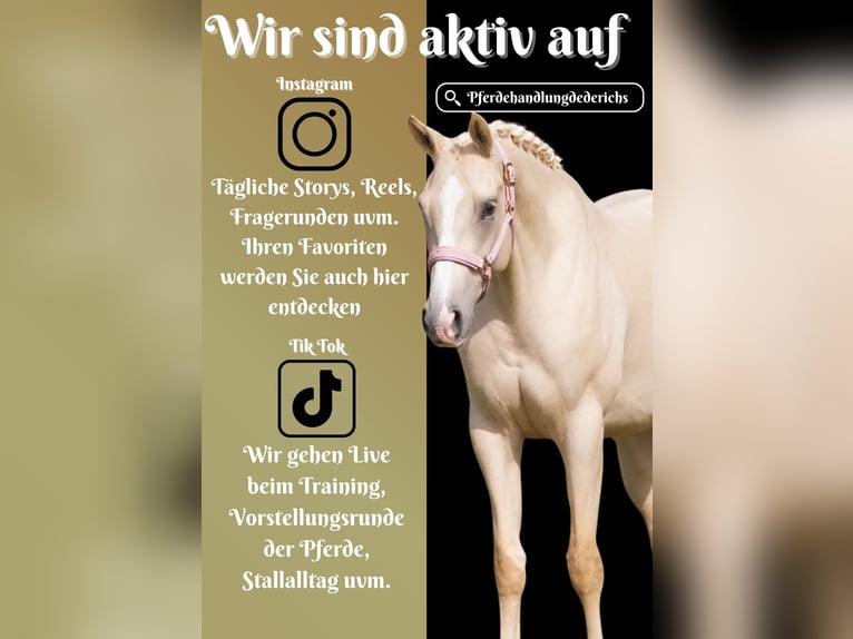 KWPN Stute 4 Jahre 162 cm Palomino in Nettersheim