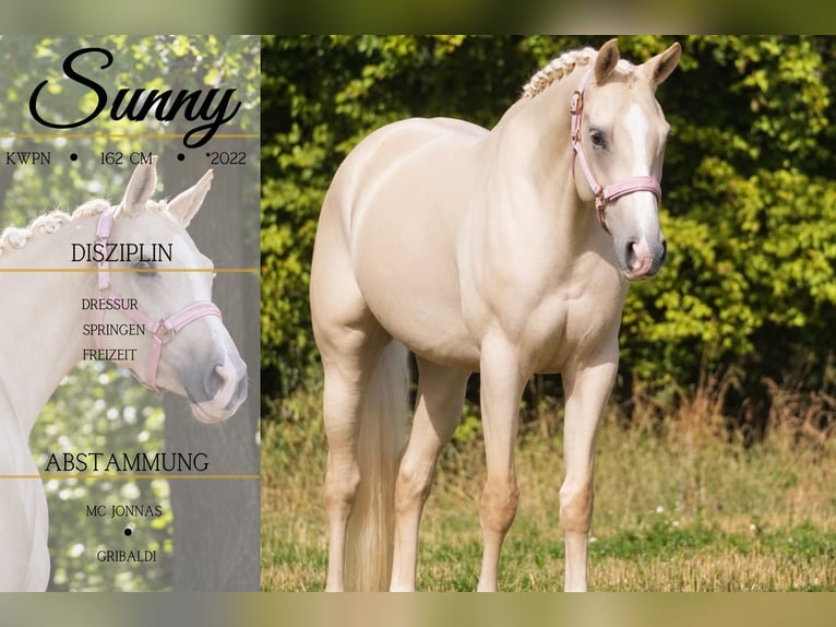 KWPN Stute 4 Jahre 162 cm Palomino in Nettersheim