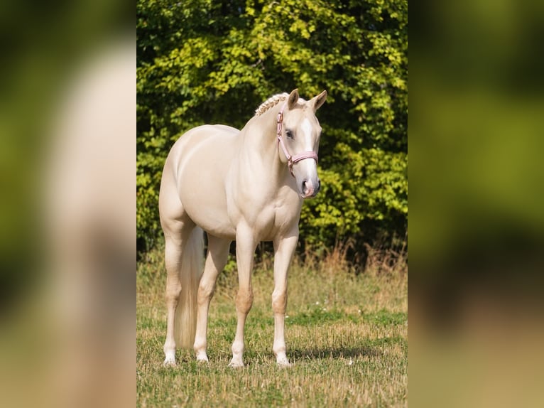 KWPN Stute 4 Jahre 162 cm Palomino in Nettersheim