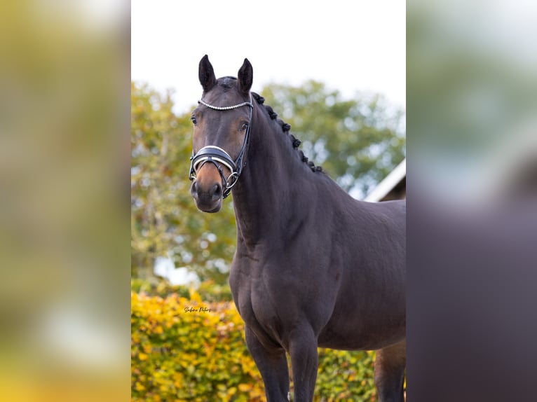 KWPN Stute 4 Jahre 162 cm Schwarzbrauner in Goch
