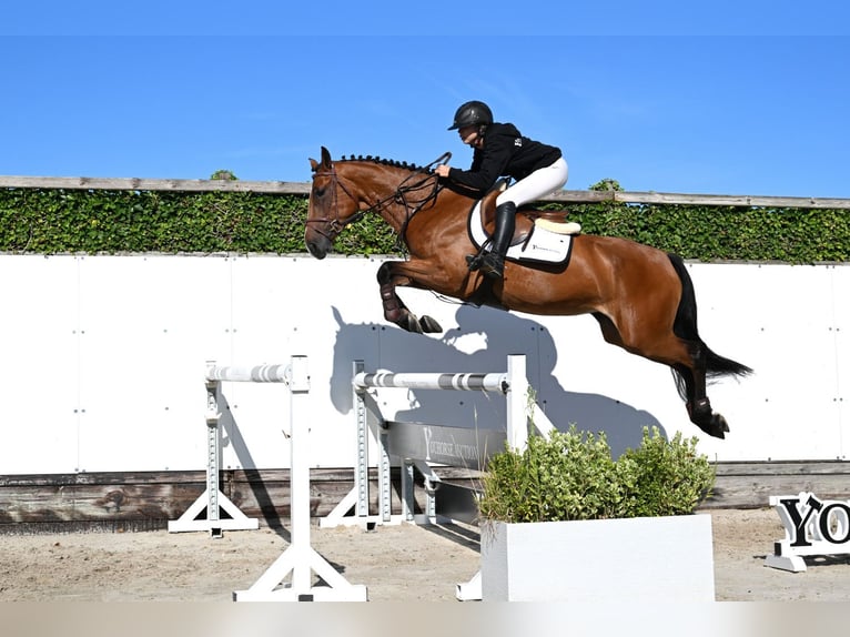 KWPN Stute 4 Jahre 163 cm Brauner in Waddinxveen