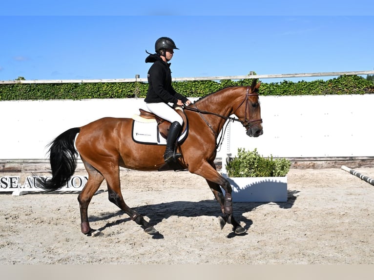 KWPN Stute 4 Jahre 163 cm Brauner in Waddinxveen