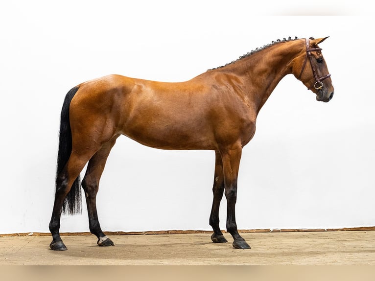 KWPN Stute 4 Jahre 163 cm Brauner in Waddinxveen