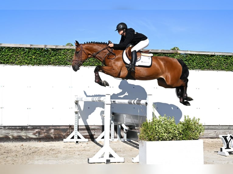KWPN Stute 4 Jahre 163 cm Brauner in Waddinxveen