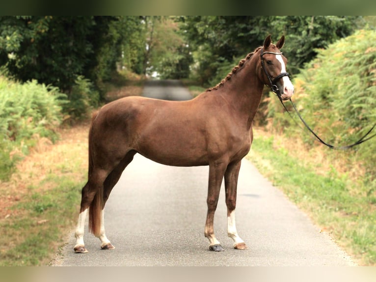 KWPN Stute 4 Jahre 163 cm Fuchs in Ch&#xE9;ronnac