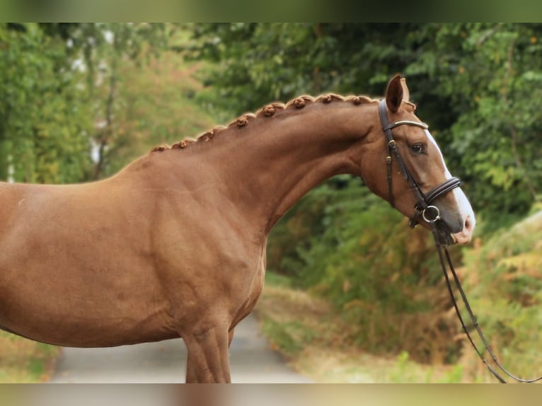KWPN Stute 4 Jahre 163 cm Fuchs in Ch&#xE9;ronnac