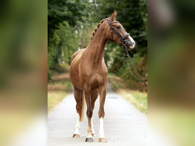 KWPN Stute 4 Jahre 163 cm Fuchs in Ch&#xE9;ronnac
